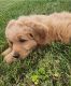 Golden Doodle Puppies for sale in Cynthiana, KY 41031, USA. price: $47,500