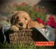 Golden Doodle Puppies for sale in Jacksonville, NC, USA. price: $1,800
