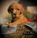 Golden Doodle Puppies for sale in Jacksonville, NC, USA. price: $1,800