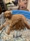 Golden Doodle Puppies for sale in Barstow, CA, USA. price: NA