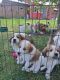 Golden Doodle Puppies for sale in Janesville, MN 56048, USA. price: $350