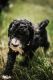 Golden Doodle Puppies for sale in Grand Rapids, MI, USA. price: NA