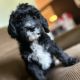 Golden Doodle Puppies for sale in Traverse City, MI, USA. price: $1,200