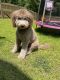 Golden Doodle Puppies for sale in Blythewood, SC, USA. price: NA