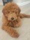 Golden Doodle Puppies for sale in Savannah, GA, USA. price: $1,350
