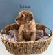 Golden Doodle Puppies for sale in Sherman, TX, USA. price: NA