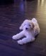 Golden Doodle Puppies for sale in Van Nuys, Los Angeles, CA, USA. price: NA