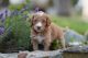Golden Doodle Puppies for sale in Yakima, WA 98908, USA. price: $2,500