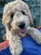 Golden Doodle Puppies for sale in 1287 Spring Valley Dr, Carol Stream, IL 60188, USA. price: NA