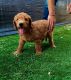 Golden Doodle Puppies for sale in Tempe, AZ, USA. price: NA