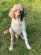 Golden Doodle Puppies for sale in Stark City, MO 64866, USA. price: NA