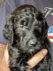 Golden Doodle Puppies for sale in Anderson, MO 64831, USA. price: NA