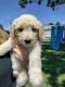 Golden Doodle Puppies for sale in Bemidji, MN 56601, USA. price: $400