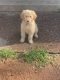 Golden Doodle Puppies for sale in Eau Claire, WI, USA. price: NA