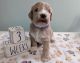Golden Doodle Puppies for sale in Syracuse, NY, USA. price: NA