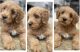 Golden Doodle Puppies for sale in VA-80, Virginia, USA. price: NA