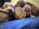 Golden Doodle Puppies for sale in Fairlawn, OH 44333, USA. price: NA
