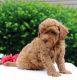 Golden Doodle Puppies for sale in Fresno, CA, USA. price: $550