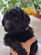 Golden Doodle Puppies for sale in LaPorte County, IN, USA. price: NA