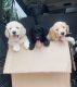 Golden Doodle Puppies for sale in Salem, VA 24153, USA. price: NA