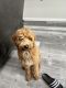 Golden Doodle Puppies for sale in Lakeside, CA 92040, USA. price: $1,500