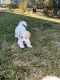 Golden Doodle Puppies for sale in Long Beach, CA, USA. price: $1,800