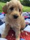 Golden Doodle Puppies for sale in Des Moines, IA, USA. price: $450