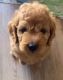 Golden Doodle Puppies for sale in Salem, OR, USA. price: $2,000