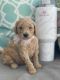 Golden Doodle Puppies for sale in San Diego, CA, USA. price: $500