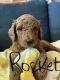 Golden Doodle Puppies for sale in Barstow, CA, USA. price: $1,500