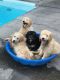 Golden Doodle Puppies for sale in Florence, SC, USA. price: NA