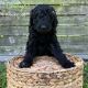 Golden Doodle Puppies for sale in South Miami, FL, USA. price: $2,300