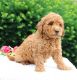 Golden Doodle Puppies for sale in San Diego, CA, USA. price: $550