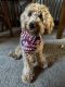 Golden Doodle Puppies for sale in Uniontown, PA 15401, USA. price: $600