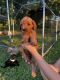 Golden Doodle Puppies for sale in Rome, GA, USA. price: $750