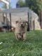 Golden Doodle Puppies for sale in Paso Robles, CA 93446, USA. price: NA