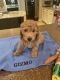 Golden Doodle Puppies for sale in Spring, TX 77373, USA. price: $2,500