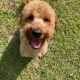 Golden Doodle Puppies for sale in Aiken, SC, USA. price: $500