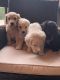 Golden Doodle Puppies for sale in Paducah, KY, USA. price: $600