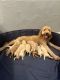 Golden Doodle Puppies for sale in Rockwall, TX, USA. price: $600