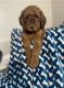 Golden Doodle Puppies for sale in San Diego, CA, USA. price: $550
