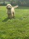 Golden Doodle Puppies for sale in Warsaw, IN, USA. price: $250