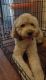 Golden Doodle Puppies for sale in Baltimore, MD, USA. price: $1,700