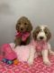 Golden Doodle Puppies for sale in Richmond, TX 77406, USA. price: $700