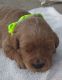 Golden Doodle Puppies for sale in Yacolt, WA 98675, USA. price: NA