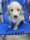 Golden Doodle Puppies for sale in Jonesville, NC 28642, USA. price: $500
