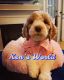 Golden Doodle Puppies for sale in Richmond, TX, USA. price: $900