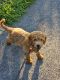 Golden Doodle Puppies for sale in Worcester, MA, USA. price: $3,500