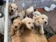 Golden Doodle Puppies for sale in Post Falls, ID 83854, USA. price: NA