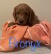 Golden Doodle Puppies for sale in Leakesville, MS 39451, USA. price: NA